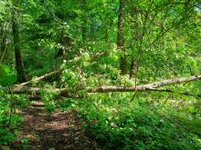 Fitnessparcour / Finnenbahn: Umgestürzter Baum