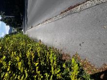 Hecke behindert Gehweg