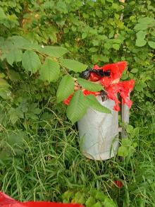 Mülleimer in der Schrammelgasse beim Wald geht über 