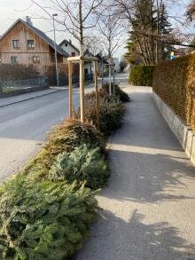 Weihnachtsbäume überall herumliegend im Rohrbach